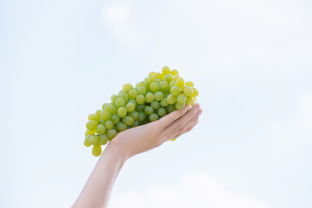 Harvest time, fresh bunch of grapes in human hand. Ripe juicy grapes on a background of the skyの写真素材