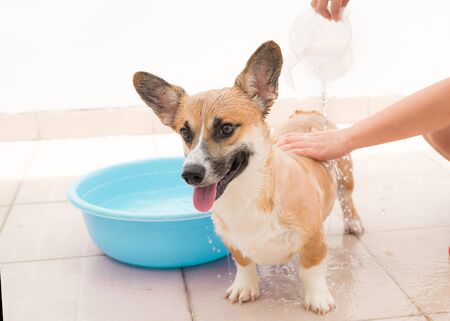 Pembroke corgi getting a bath in the summer timeの写真素材