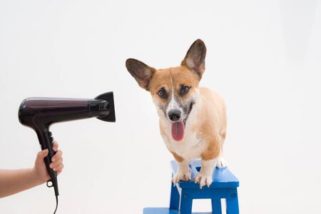 Woman using the hair dry drying wet dogの写真素材
