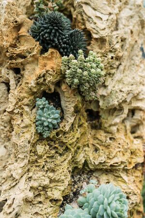 Rectangular arrangement of succulents; cactus succulents in a planterの写真素材