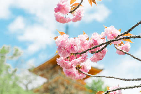 Pastel pink cherry blossoms (sakura) blooming in spring in bright sunny day with blue skyの写真素材