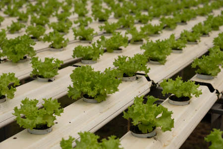 Greenhouse with lettuce. Big greenhouse. Lots of lettuce.の写真素材