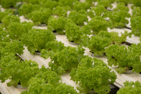 Butterhead Lettuce salad plant, hydroponic vegetable leavesの写真素材