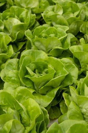 Fresh organic lettuce green salad seedlings in a greenhouseの写真素材