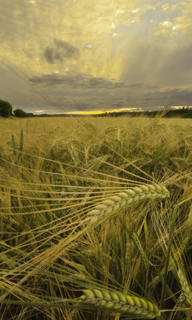 grainの写真素材