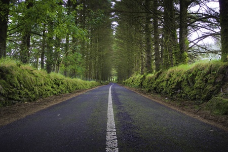 green streetの写真素材