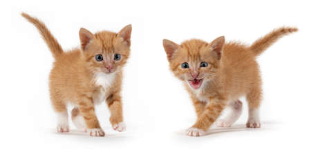 Two little orange striped kitten on white backgroundの写真素材