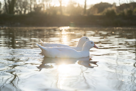 Two white ducks swimming on a lake with the sunset on the backgroundの写真素材