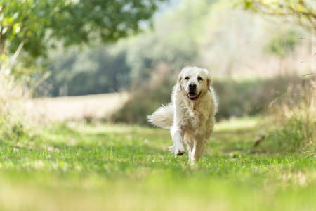 Large white dog running towards the camera down a grassy pathの写真素材