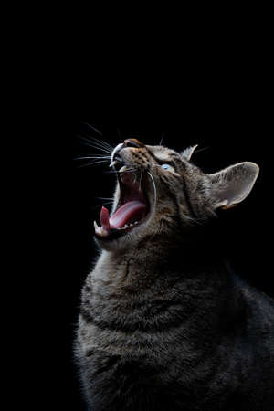 Close-up of striped gray stray cat with open mouth on a black background yawningの写真素材