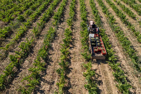 Drone view photo of a tractor in a vineyard fieldの写真素材