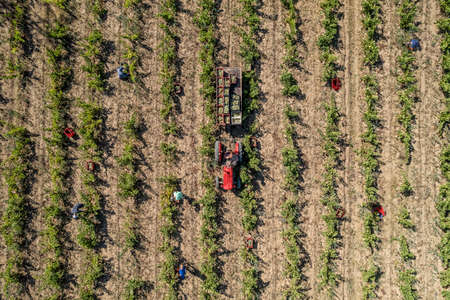 Drone view photo of a tractor in a vineyard field with people workingの写真素材