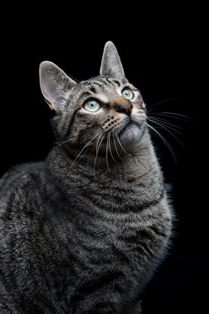 Close-up of tabby gray cat looking up on a black backgroundの写真素材