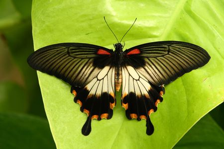 papilio butterfly restion on a leaf