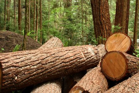 several cut tree trunks laying on the floor of a forest