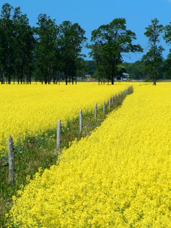 wood fence in a beautiful colza fieldの写真素材