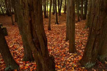 ground covered with orange leaves in a forestの写真素材