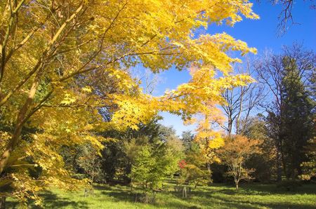 Autumn leaves in Westonbirt Arboretum, Gloucestershire, England, November.の写真素材