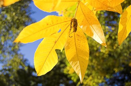 Autumn leaves in Westonbirt Arboretum, Gloucestershire, England, November.の写真素材