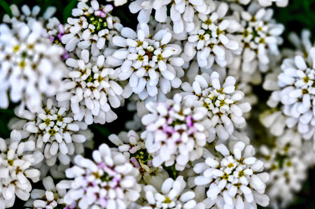 Candytuft forms a carpet of white flowersの写真素材