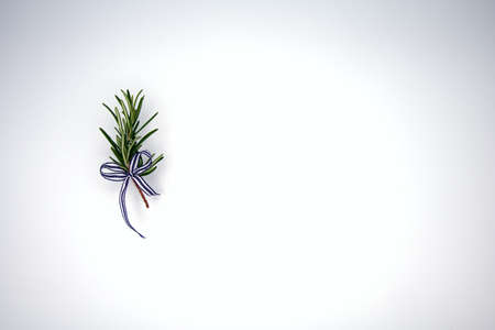 Sprig of rosemary with blue ribbon; white background with copy spaceの写真素材