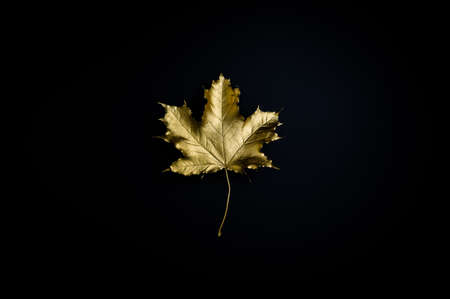 Golden autumn or October concept. Gilded maple leaf against black background.の写真素材