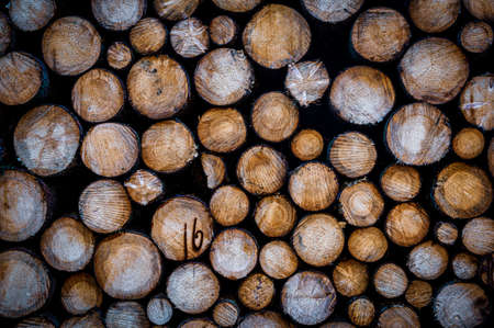 Forestry, raw material wood or timber trade concept. Freshly felled wood is piled up in a forest in Saxony (Germany).の写真素材