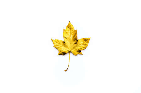 Autumn or golden October concept. Gilded maple leaf against white background. Top view, flat lay.の写真素材