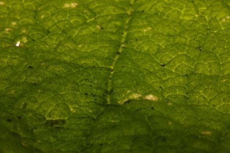 Leaves backlit to show skeletal structureの写真素材