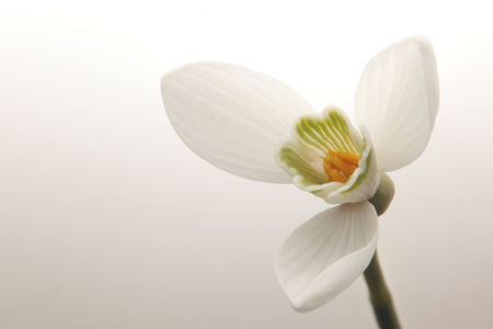 Snow drop white on background. Macro close up of delicate flower. の写真素材