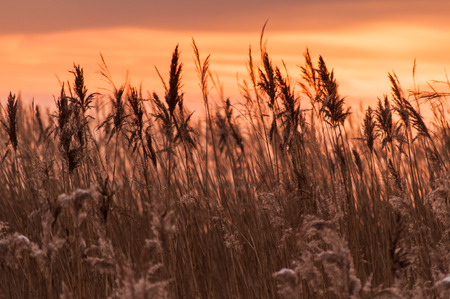 Grass against a golden sunsetの写真素材