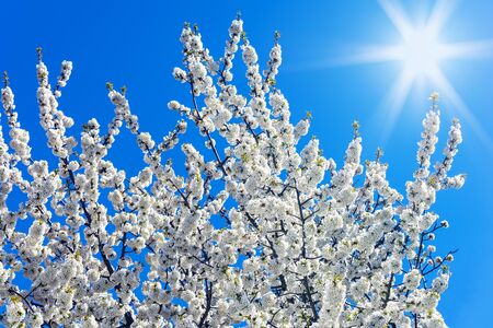 Treetop of a blossoming cherry tree in the sunlight with place for textの写真素材