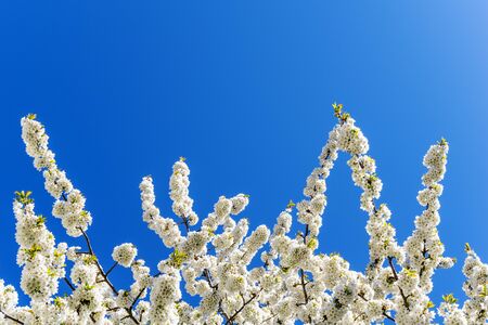 Treetop of a cherry tree with blossoms insolated on blue background with place for textの写真素材