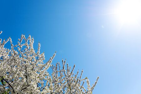 Treetop of a blossoming cherry tree in the sunlight with sun rays and lens flare as well as place for textの写真素材
