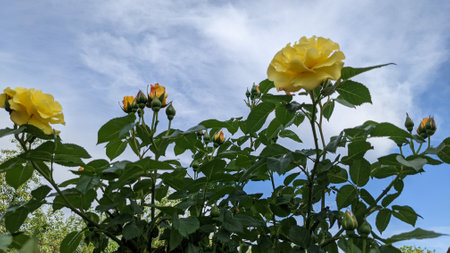 Yellow rose on a background of blue sky and white clouds, summerの写真素材