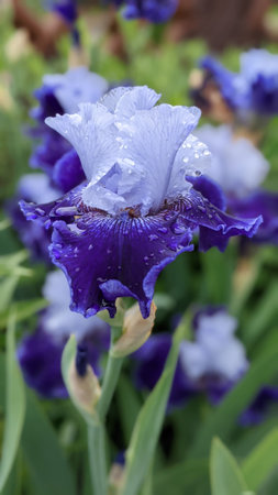 Blue iris flowers with water drops on petals, closeupの写真素材