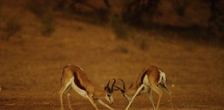 Impala Antelope - Antidorcas marsupialisの写真素材