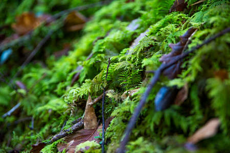 Moss, flowers and plants grow on the rocks due to the large rains and high humidityの写真素材