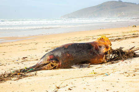 Dead dolphin due the ingestion of garbage is found on the beachの写真素材