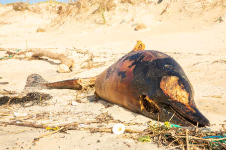 Dead dolphin due the ingestion of garbage is found on the beachの写真素材