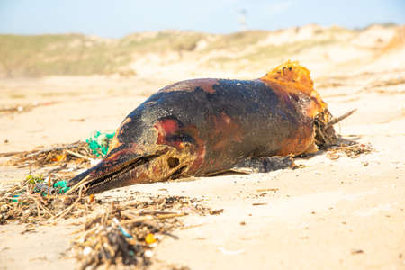 Dead dolphin due the ingestion of garbage is found on the beachの写真素材