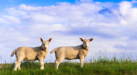 More spring lambsの写真素材