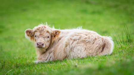 A HIghland calf rests in country field.の写真素材