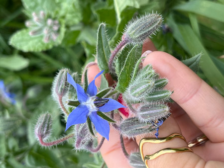 Borage flowers in a woman's hand. Close-up.の写真素材