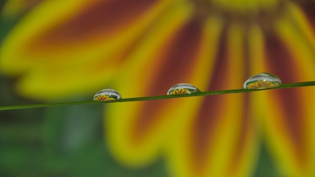 Water drops with reflection of flower Gazaniaの写真素材