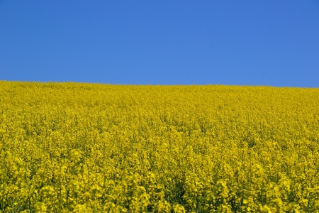 Field of yellow flowers with blue skyの写真素材