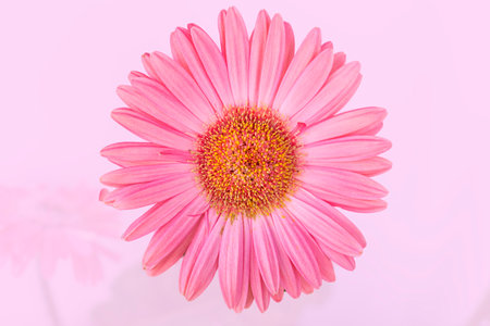 Pink gerbera flower isolated on white background with clipping path.の写真素材