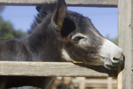 Funny Donkey