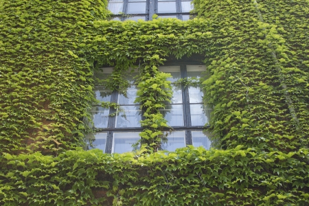Window and green ivy wall