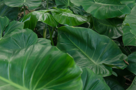 Jungle backgtound of the Costa Roca countryの写真素材